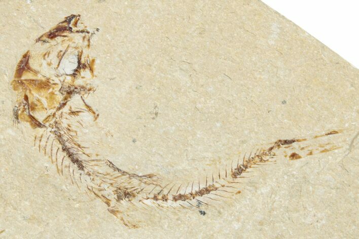 Cretaceous Fossil Fish (Scombroclupea) - Lebanon #251392